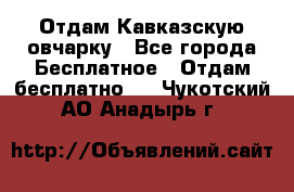 Отдам Кавказскую овчарку - Все города Бесплатное » Отдам бесплатно   . Чукотский АО,Анадырь г.